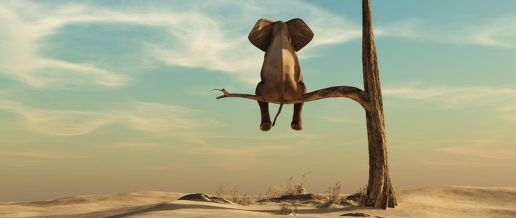 silae elephant PRODUCTIVITE